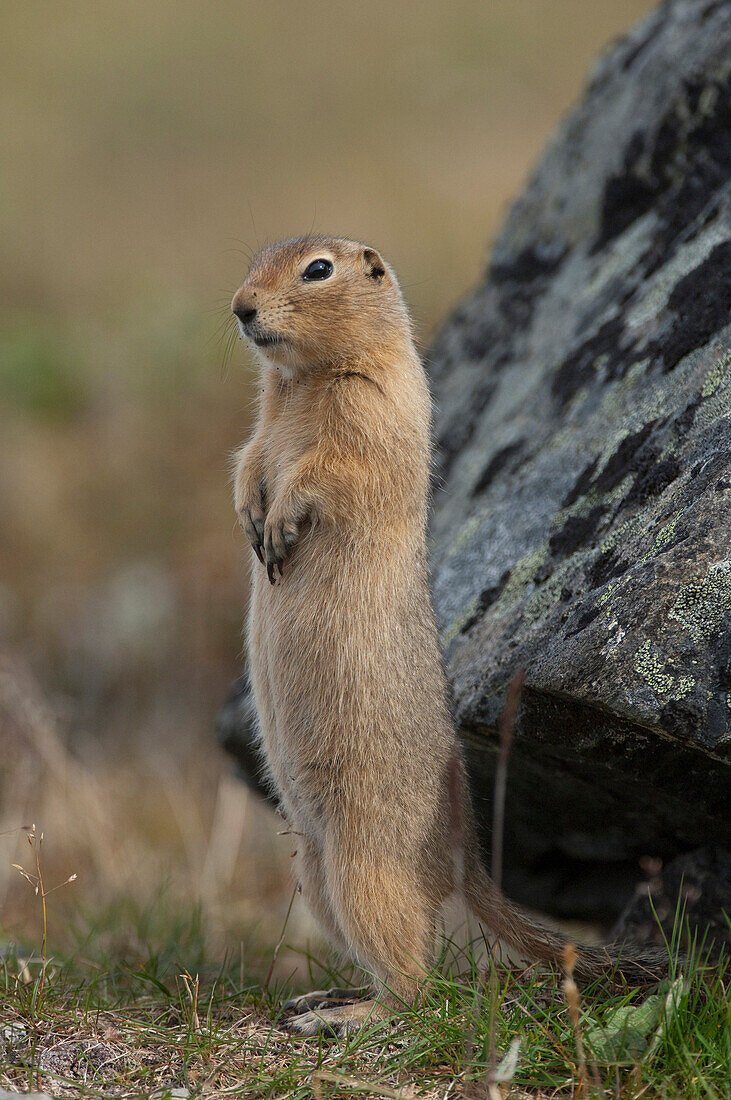 Arctic Ground Squirrel (spermophilus parryii) standing on hind legs, Yukon, Canada