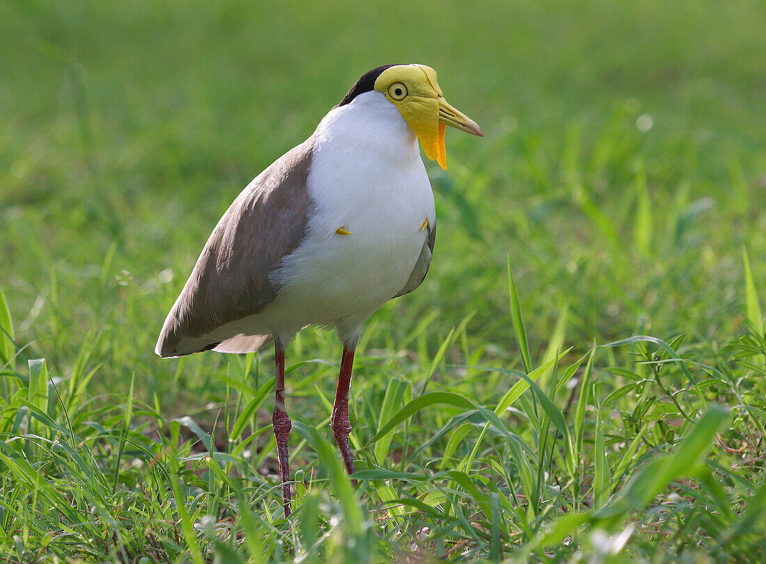 Masked Lapwing (Vanellus miles), Magnetic Island, Queensland, Australia