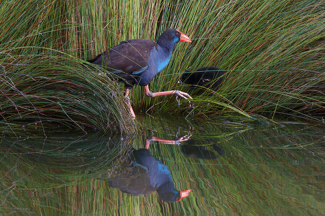 Purple Swamphen (Porphyrio porphyrio) reflected in the water as it feeds chick, Mongers Lake, Western Australia, Australia