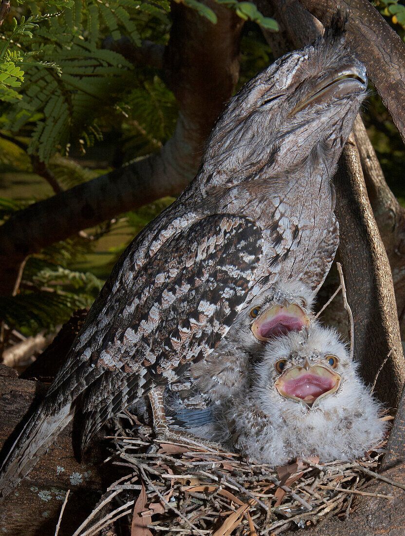 Tawny Frogmouth (Podargus strigoides) with chicks in stick nest, Townsville, Queensland, Australia