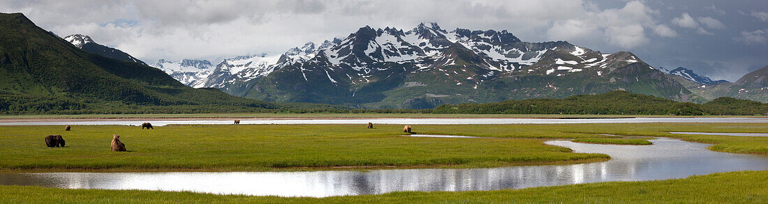 Grizzly Bear (Ursus arctos horribilis) seven adults on sedge flats, Katmai National Park, Alaska