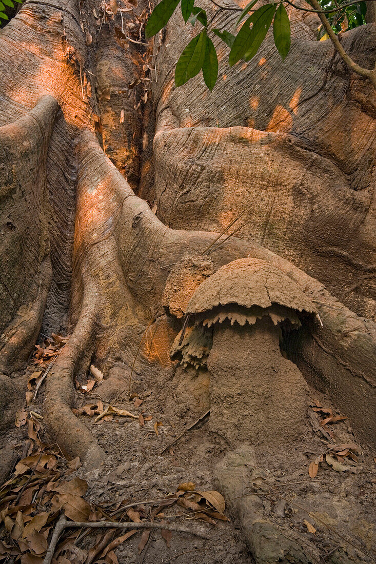 Higher Termite (Cubitermes sp) mound against buttress root, Guinea