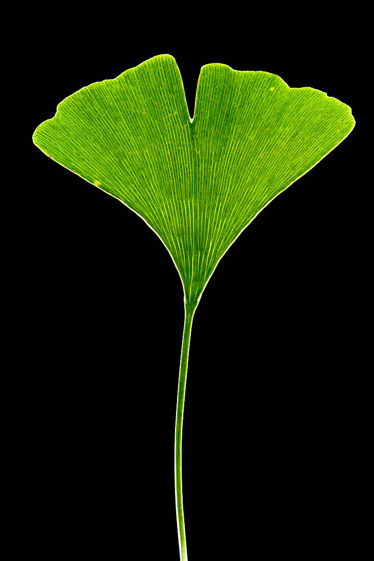 Ginkgo (Ginkgo biloba) leaf, domesticated worldwide