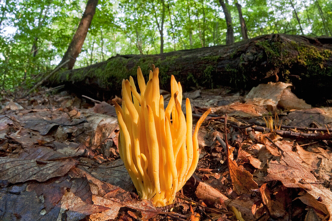 Golden Spindles (Clavulinopsis fusiformis) mushroom, Connecticut