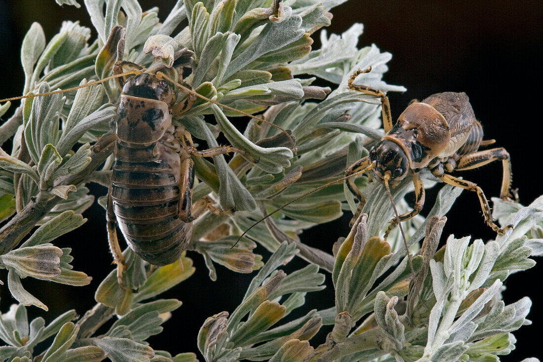 Sagebrush Grig (Cyphoderris strepitans) female and male, Wyoming