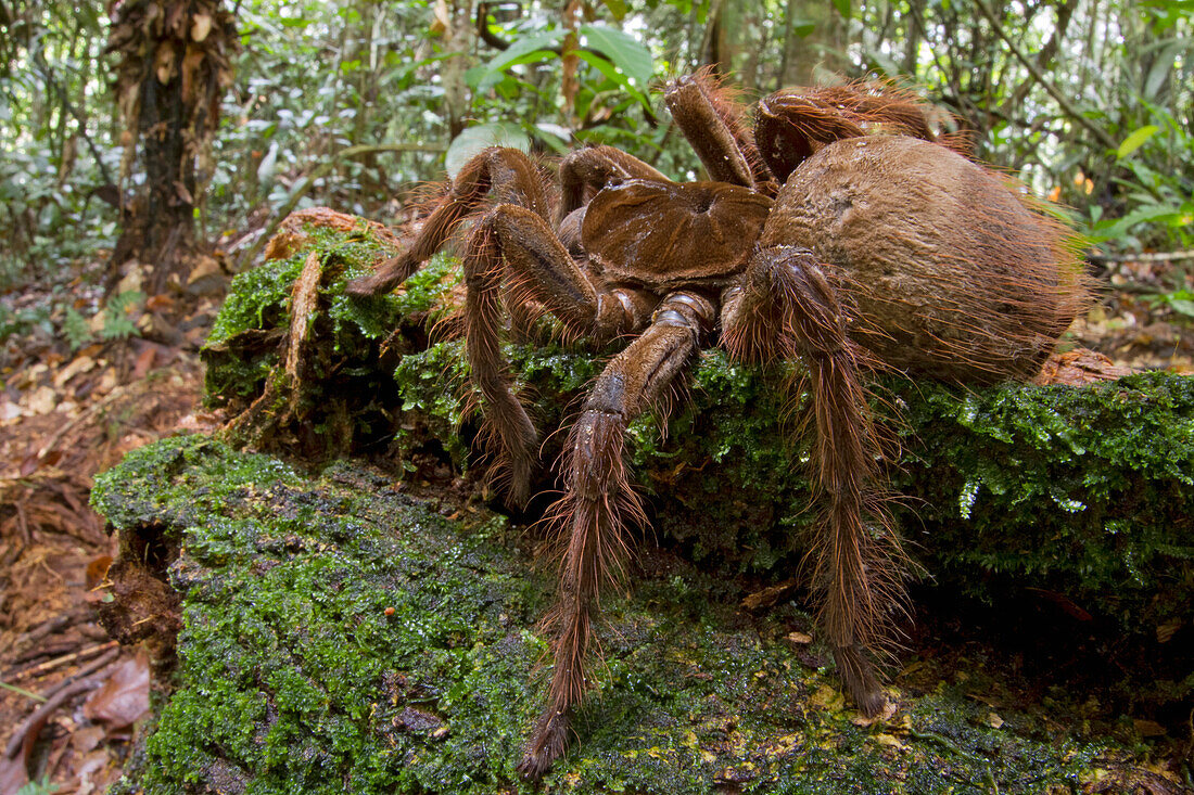 Goliath Bird-eating Spider (Theraphosa blondi), Surinam