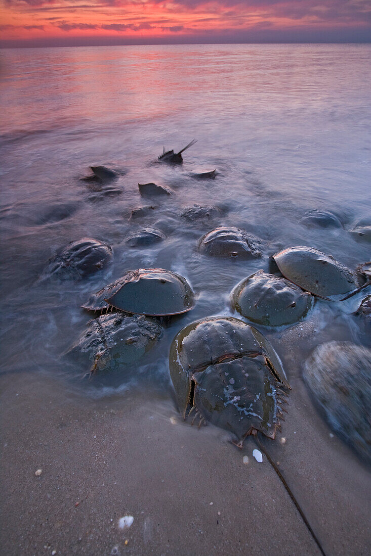 Horseshoe Crab (Limulus polyphemus) group crawling ashore during high tide to lay their eggs, New Jersey