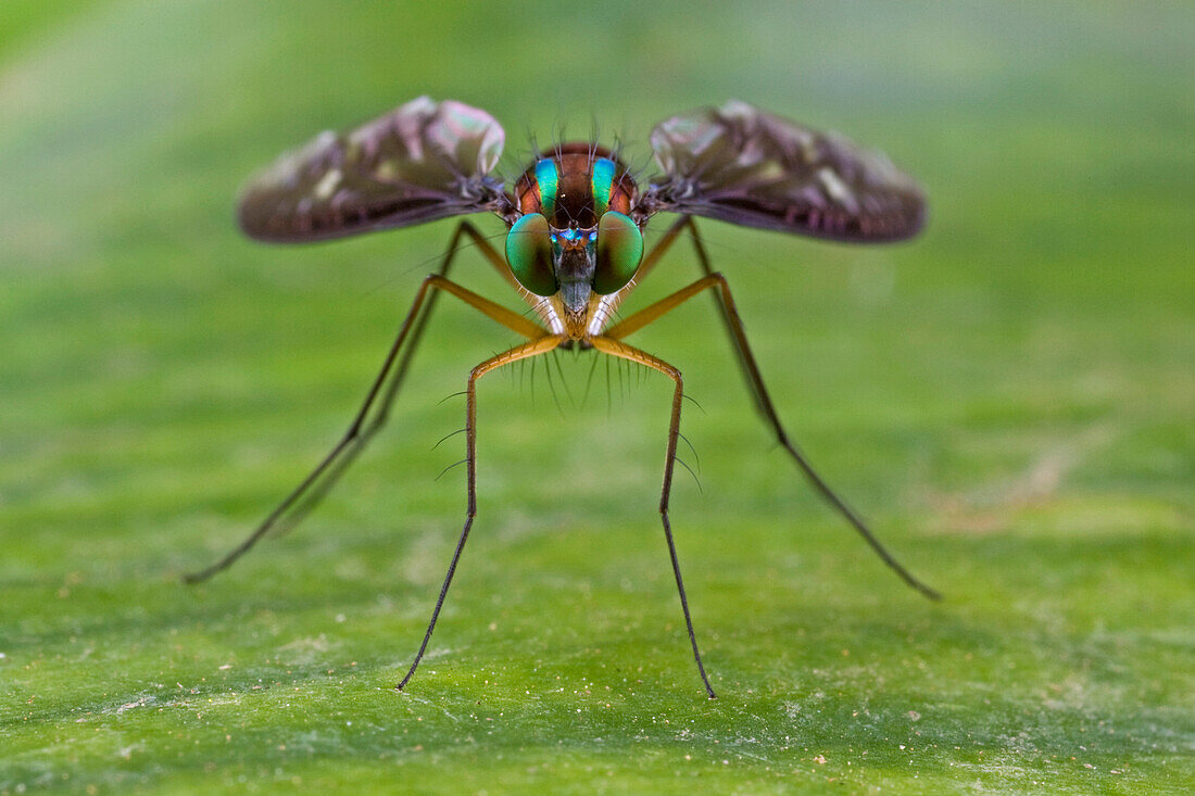 Long-legged Fly (Chrysosoma sp), newly discovered species, Papua New Guinea