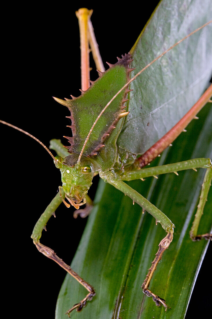 Katydid (Sasima sp), Papua New Guinea