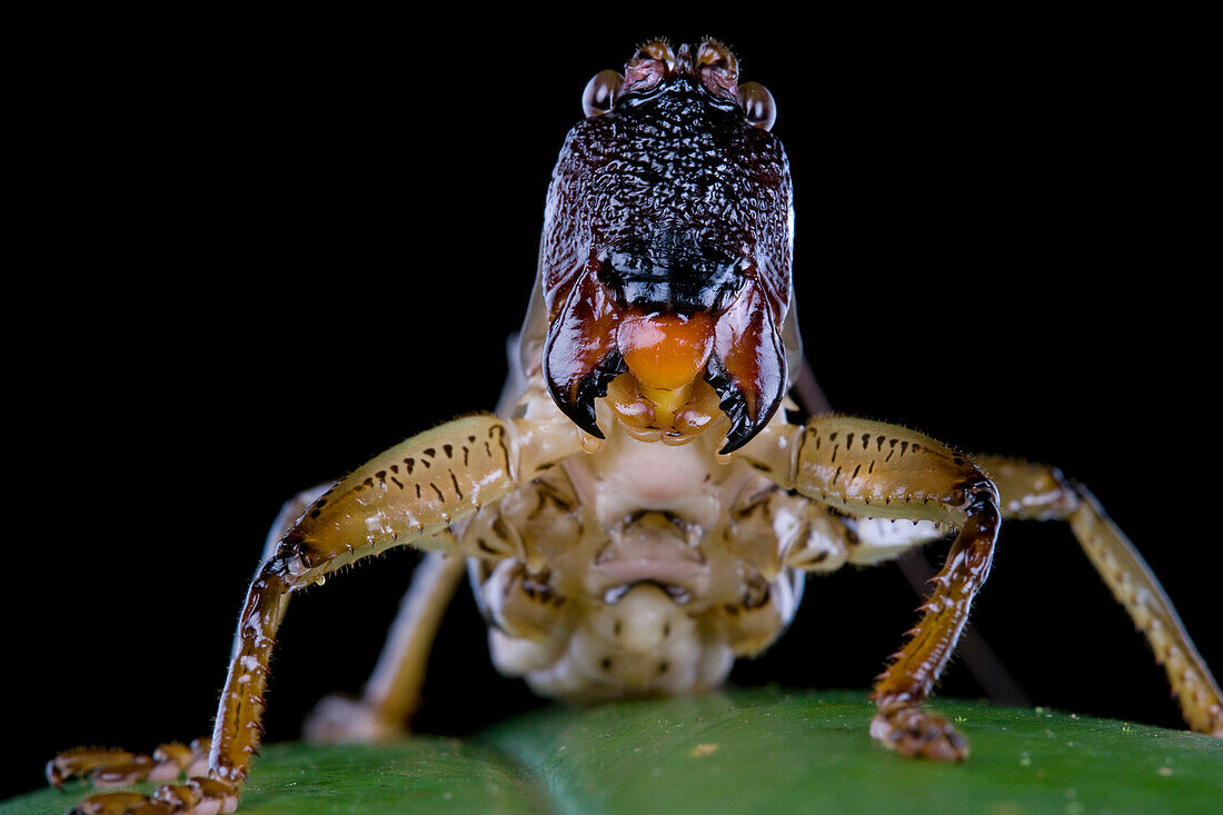 Solom Katydid (Salomona bispinosa), Papua New Guinea