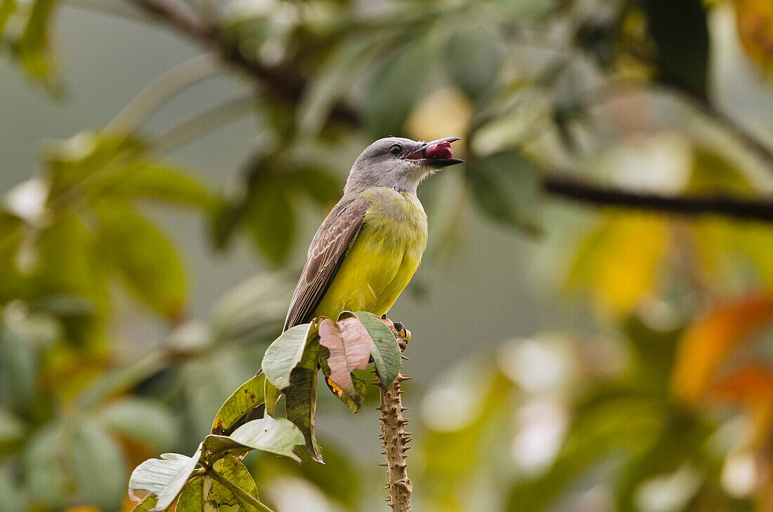 Tropical Kingbird (Tyrannus melancholicus) eating fruit in cloud forest on western slope of Andes, Ecuador