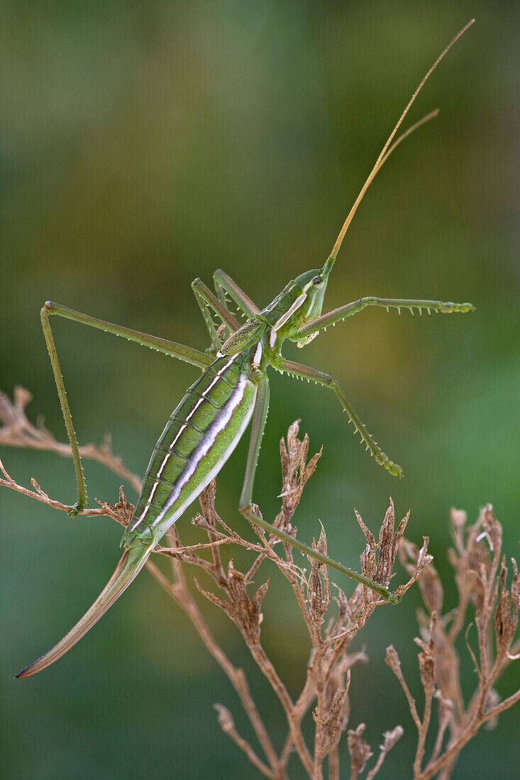 Katydid (Tettigoniidae), newly discovered species, Lesotho