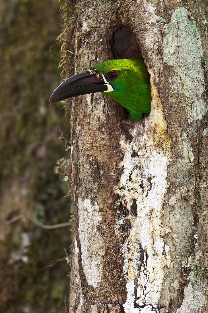 Crimson-rumped Toucanet (Aulacorhynchus haematopygus) peeking out of nest hole, Intag Valley, northwest Ecuador