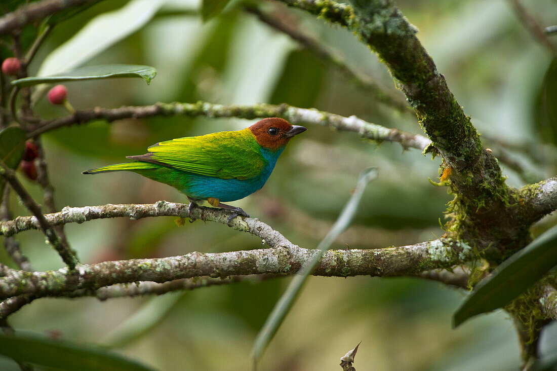 Bay-headed Tanager (Tangara gyrola), Mindo Cloud Forest, Ecuador