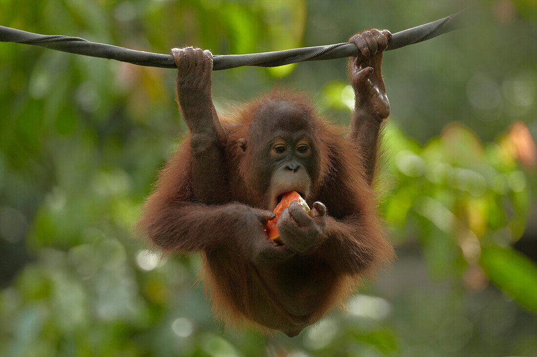 Orangutan (Pongo pygmaeus) young eating fruit, Sabah, Borneo, Malaysia