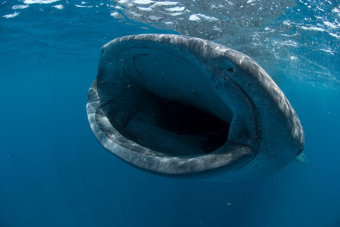 Whale Shark (Rhincodon typus) feeding on plankton off Isla Mujeres, Mexico