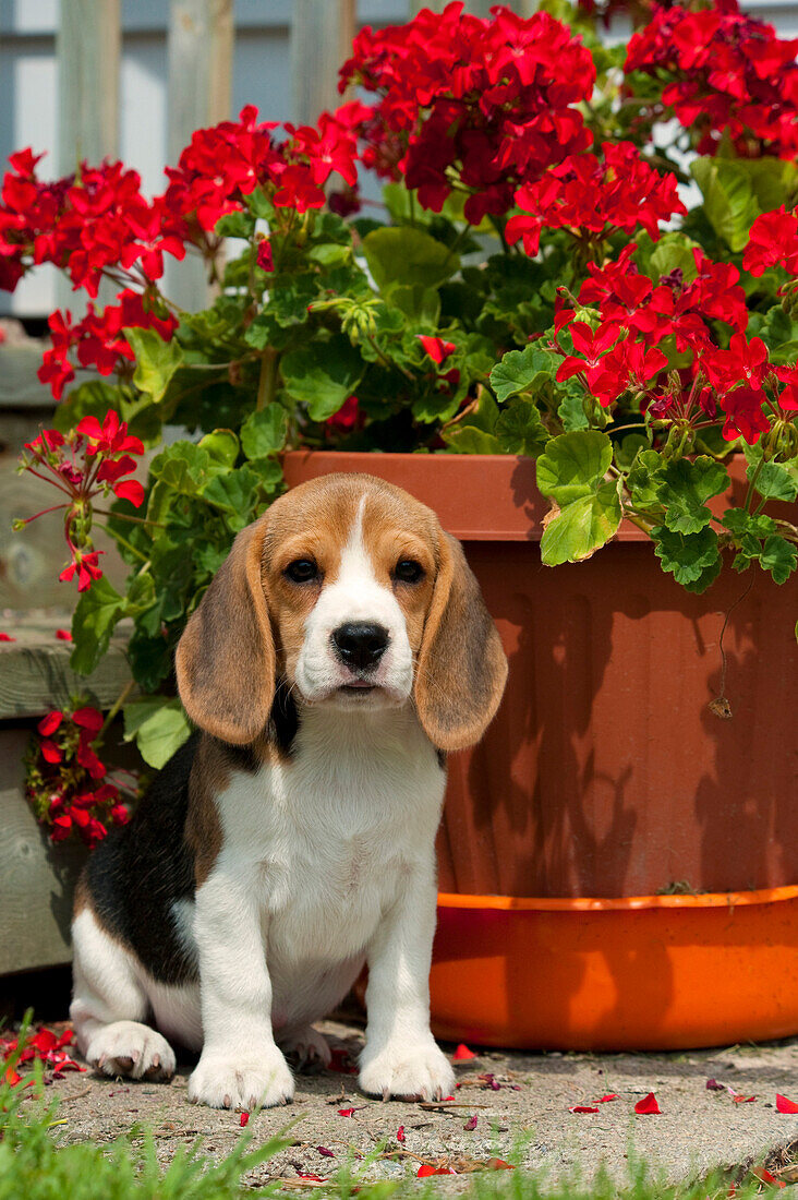 Beagle (Canis familiaris) puppy with flowers