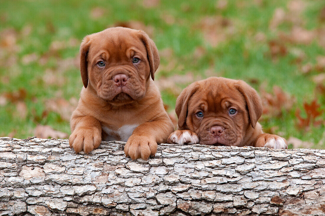 Dogue de Bordeaux (Canis familiaris) puppies