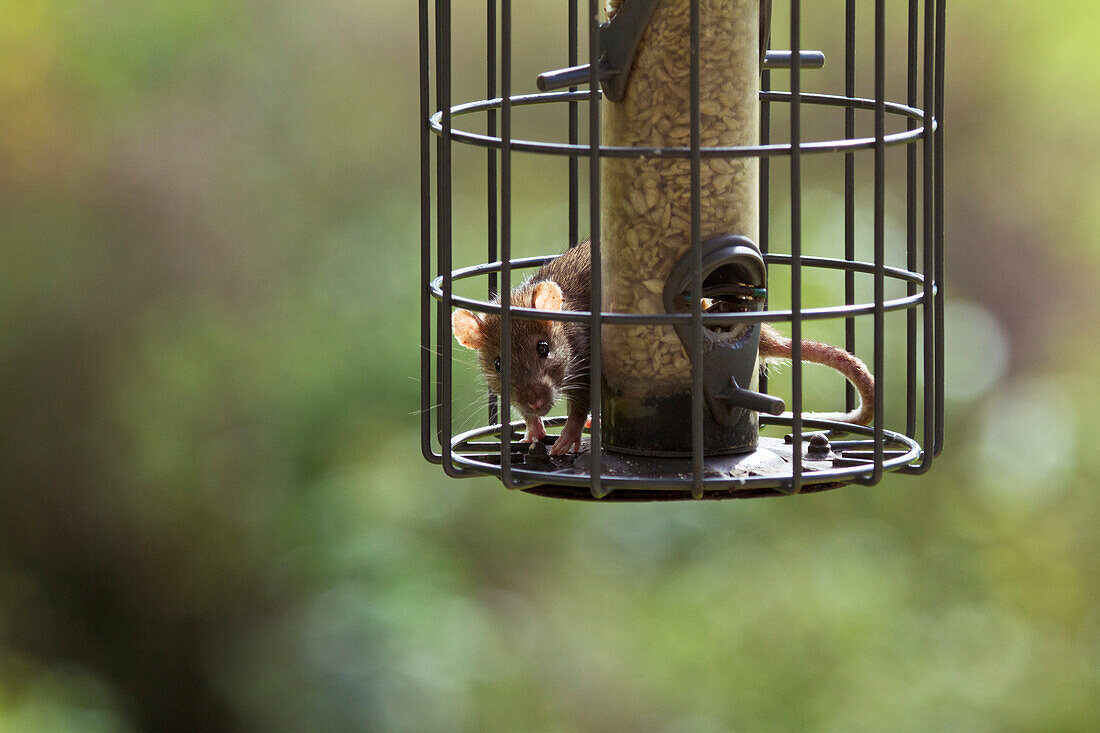 Brown Rat (Rattus norvegicus) raiding bird feeder, England