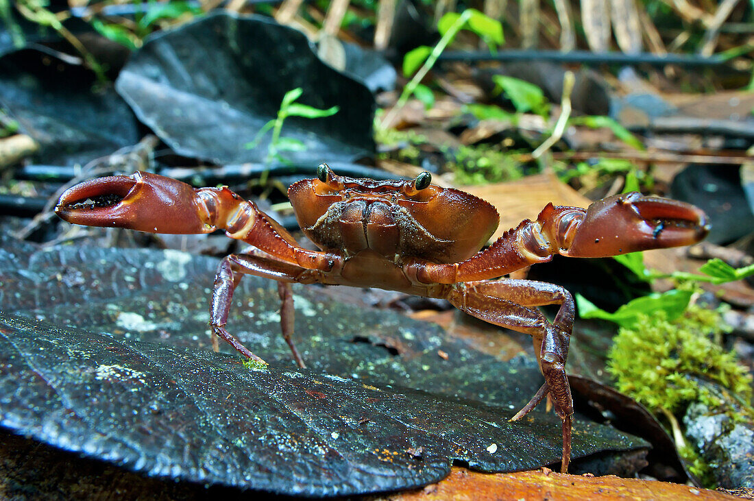 Short-tailed Crab (Pseudothelphusidae) in defensive posture on forest floor, Mindo, western slope of Andes, Ecuador