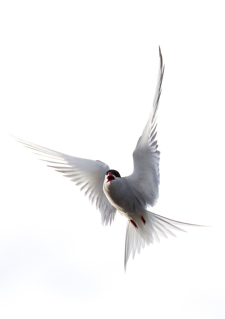 Arctic Tern (Sterna paradisaea) calling in flight, Yakutat, Alaska