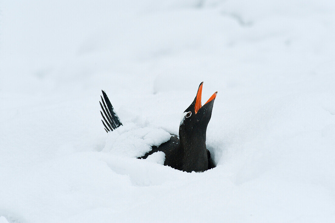 Gentoo Penguin (Pygoscelis papua) calling while incubating egg after heavy snowfall, Antarctic Peninsula, Antarctica