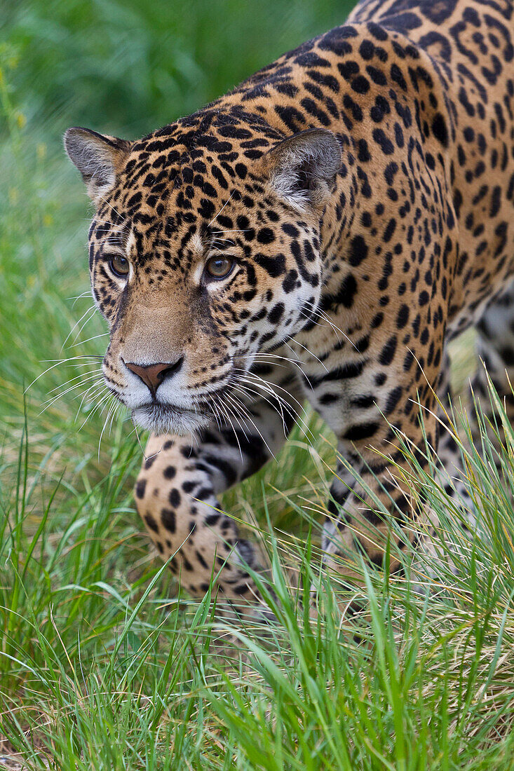 Jaguar (Panthera onca) male, native to Central and South America