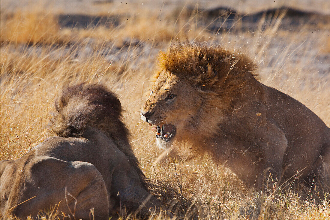 African Lion (Panthera leo) males fighting, Moremi Game Reserve, Okavango Delta, Botswana