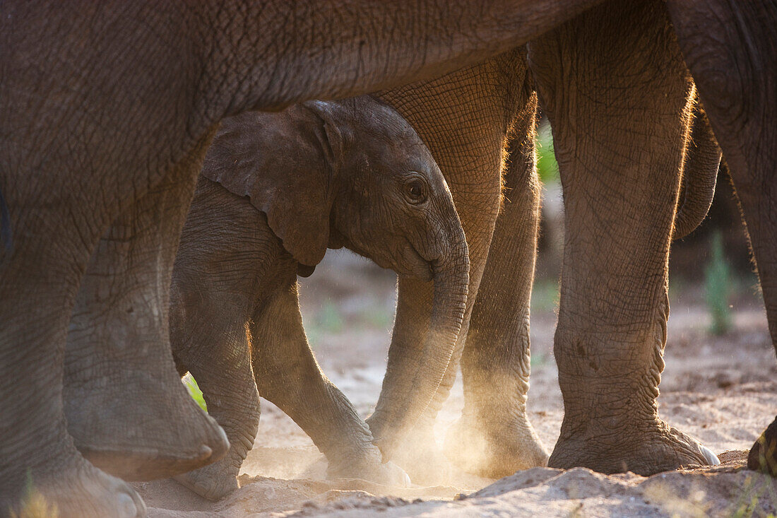 African Elephant (Loxodonta africana) calf walking underneath mother's belly, Skeleton Coast, Namib Desert, Namibia