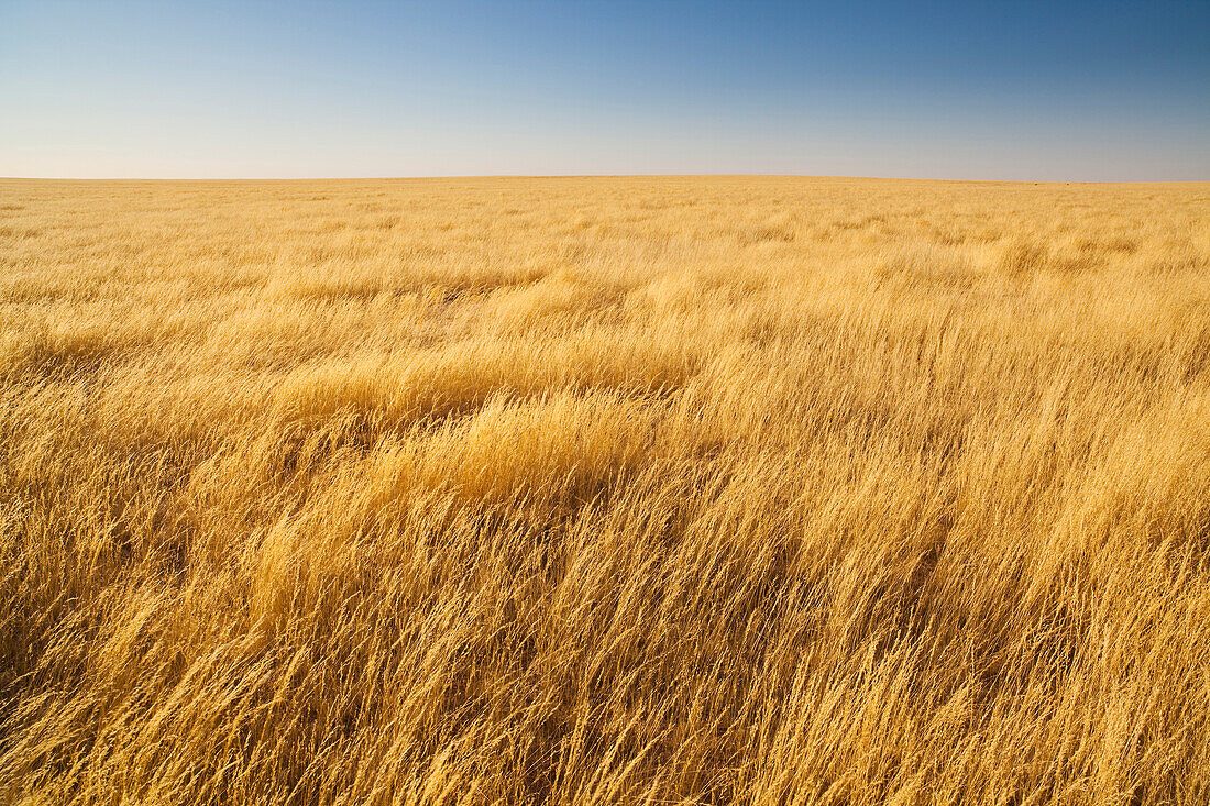 High grass on savanna after heavy rains during rainy season, Namib-Naukluft National Park, Namib Desert, Namibia