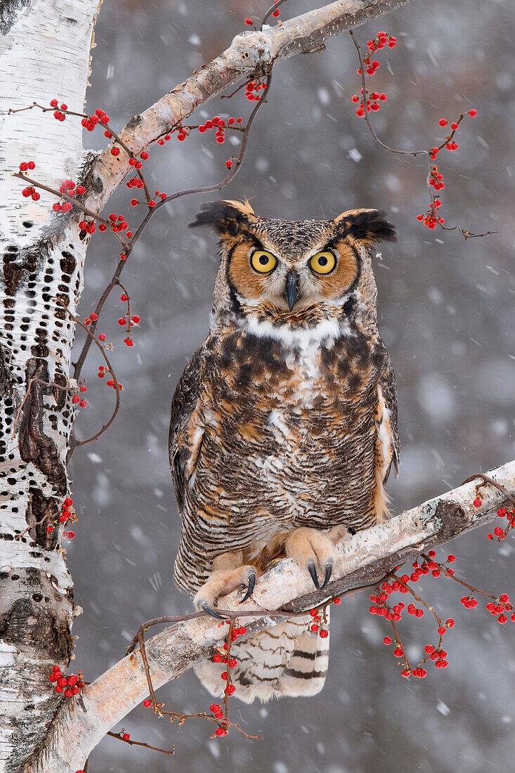 Great Horned Owl (Bubo virginianus) in winter, Howell Nature Center, Michigan