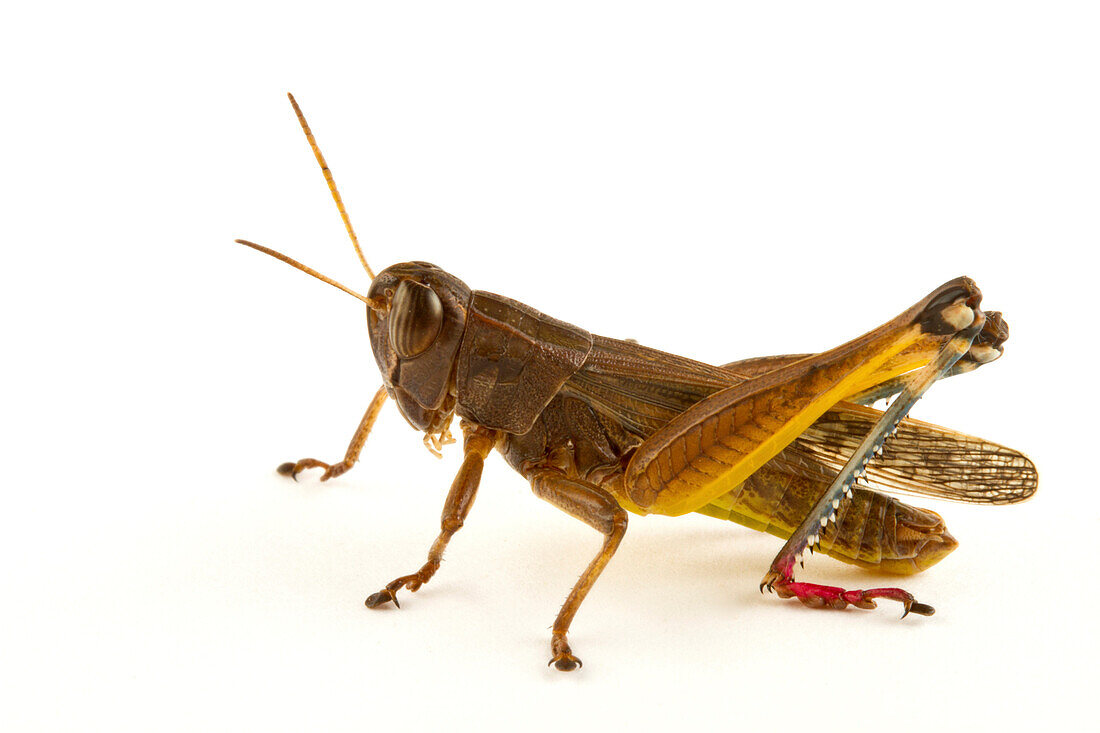 Grasshopper (Heteracris sp), Fort Fordyce Nature Reserve, Eastern Cape, South Africa