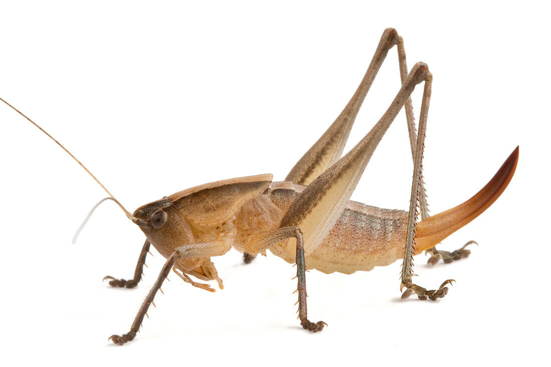 Katydid (Ceresia sp) newly discovered, yet unnamed species, Western Cape, South Africa