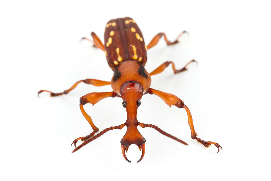 Straight-snouted Weevil (Arrhenodes sp), La Selva Biological Research Station, Heredia, Costa Rica