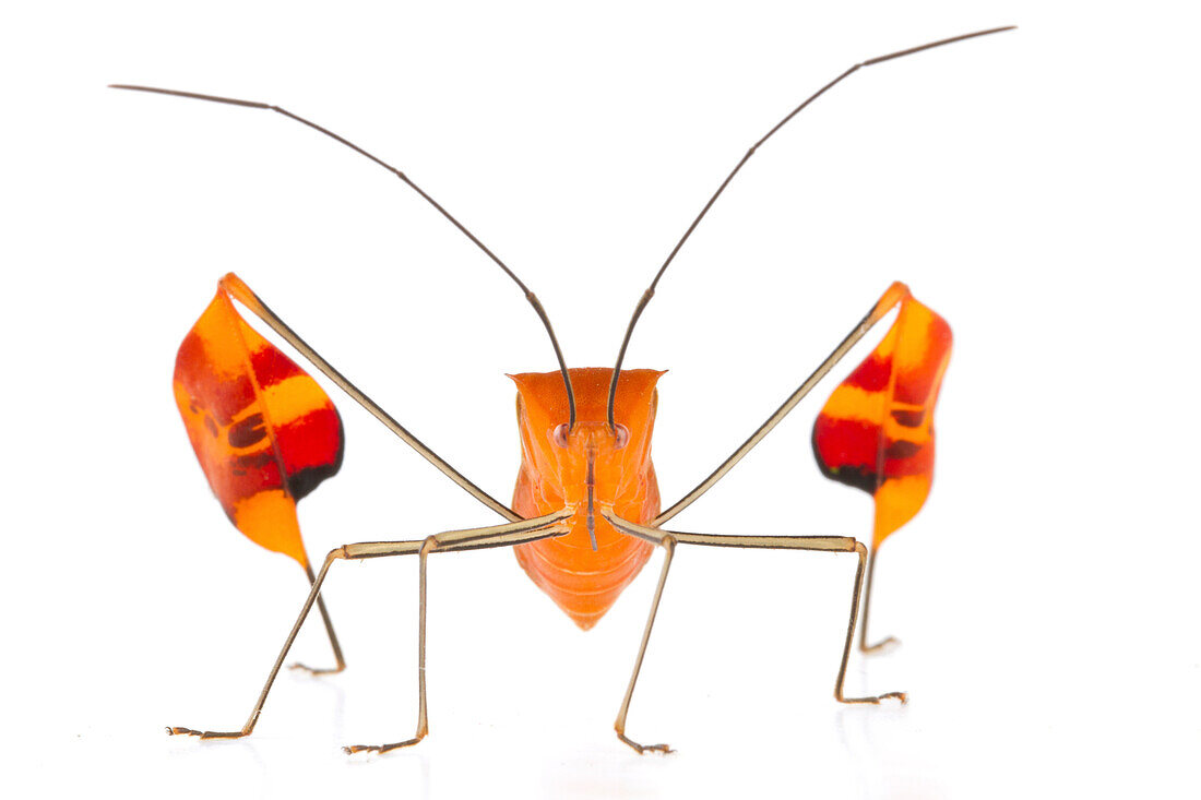 Flag-footed Bug (Anisocelis flavolineata), Barbilla National Park, Costa Rica