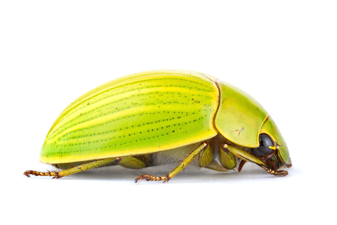 Scarab Beetle (Chrysina sp) with aposematic coloration, Tapanti National Park, Cartago, Costa Rica