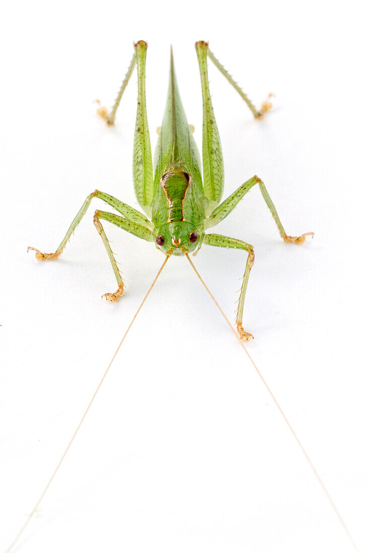 Katydid (Subria sylvestris), La Selva Biological Research Station, Heredia, Costa Rica