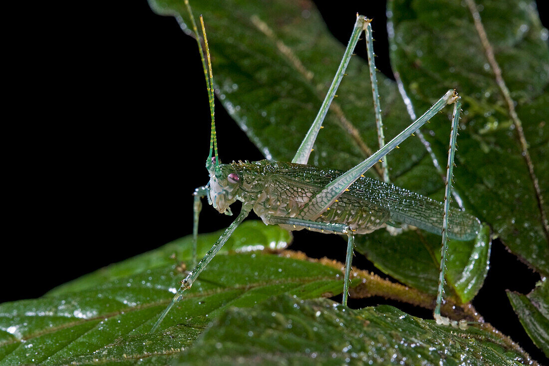 Katydid (Phrictaetypus sp), Muller Range, Papua New Guinea