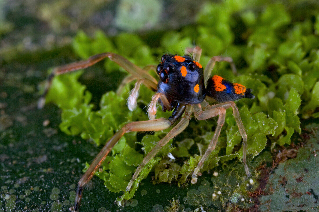 Jumping Spider (Athamas sp) with aposematic coloration, New Britain, Papua New Guinea
