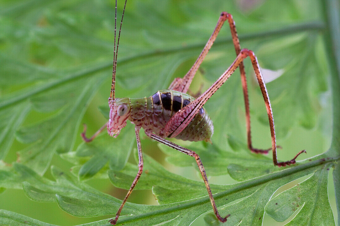 Katydid (Caedicia sp) nymph, New Britain, Papua New Guinea