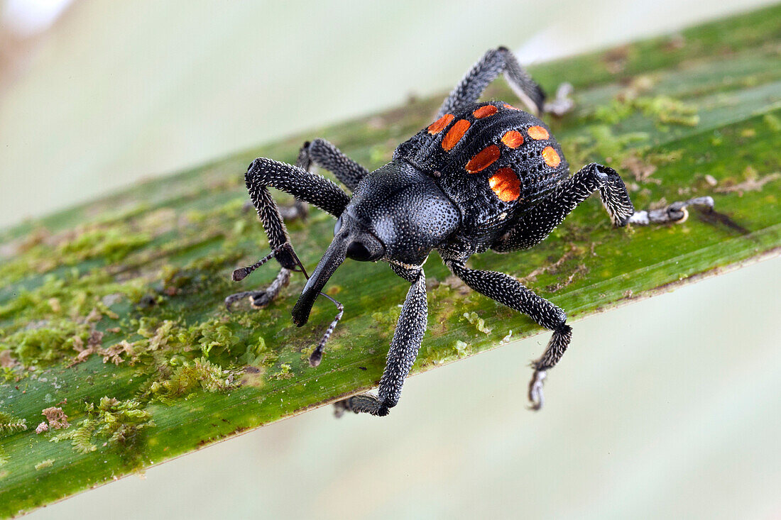 True Weevil (Curculionidae) with aposematic coloration, Muller Range, Papua New Guinea
