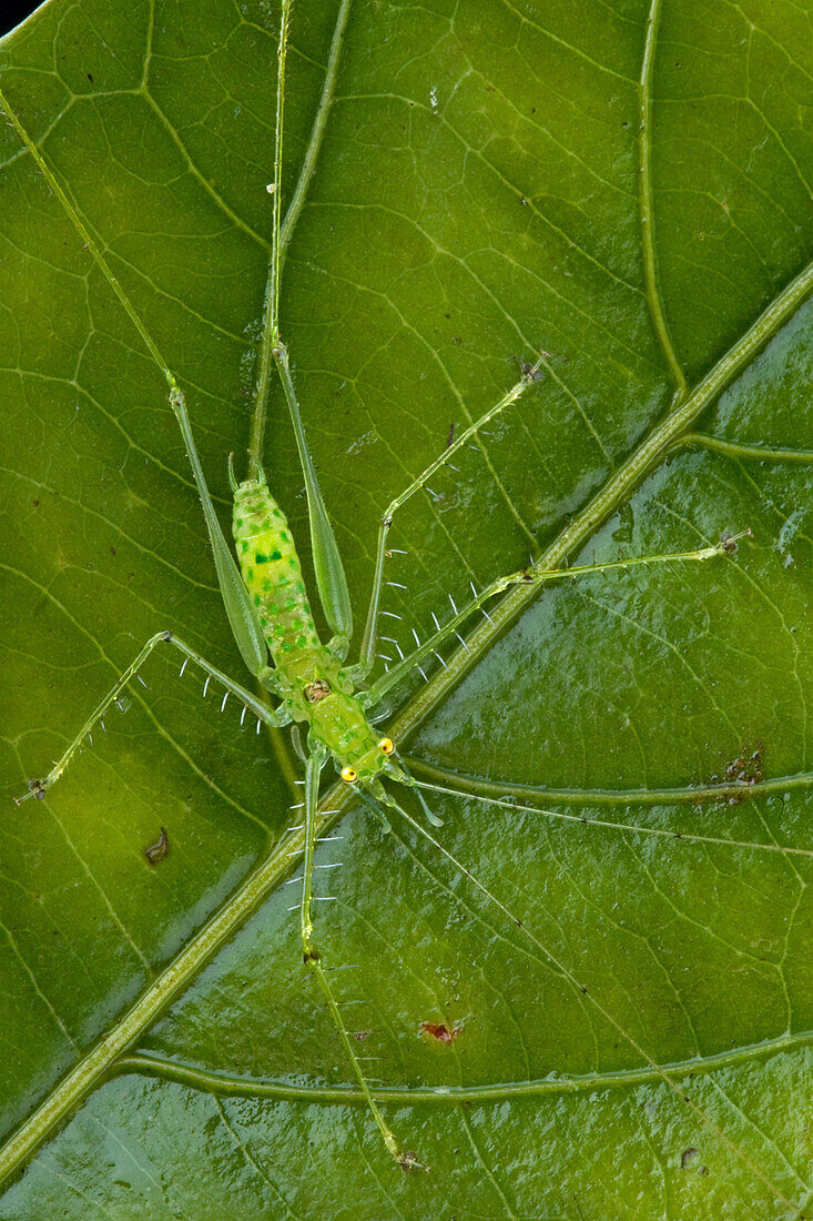 Katydid (Meiophisis sp), Muller Range, Papua New Guinea