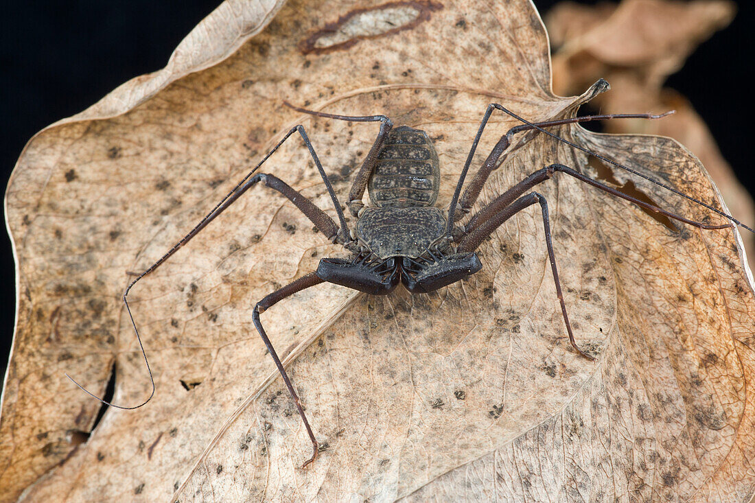 Whip Scorpion (Phrynus goesii), Saba, West Indies, Caribbean