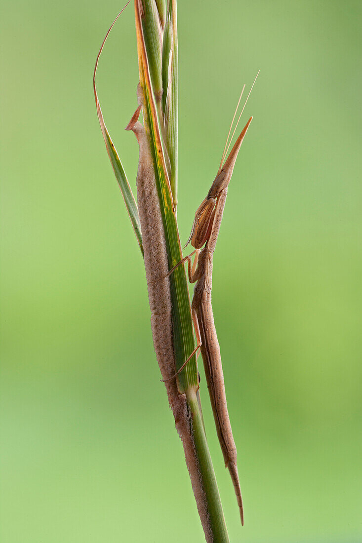 Mantid (Pyrgomantis sp) female guarding her eggs, Silaka Nature Reserve, Eastern Cape, South Africa