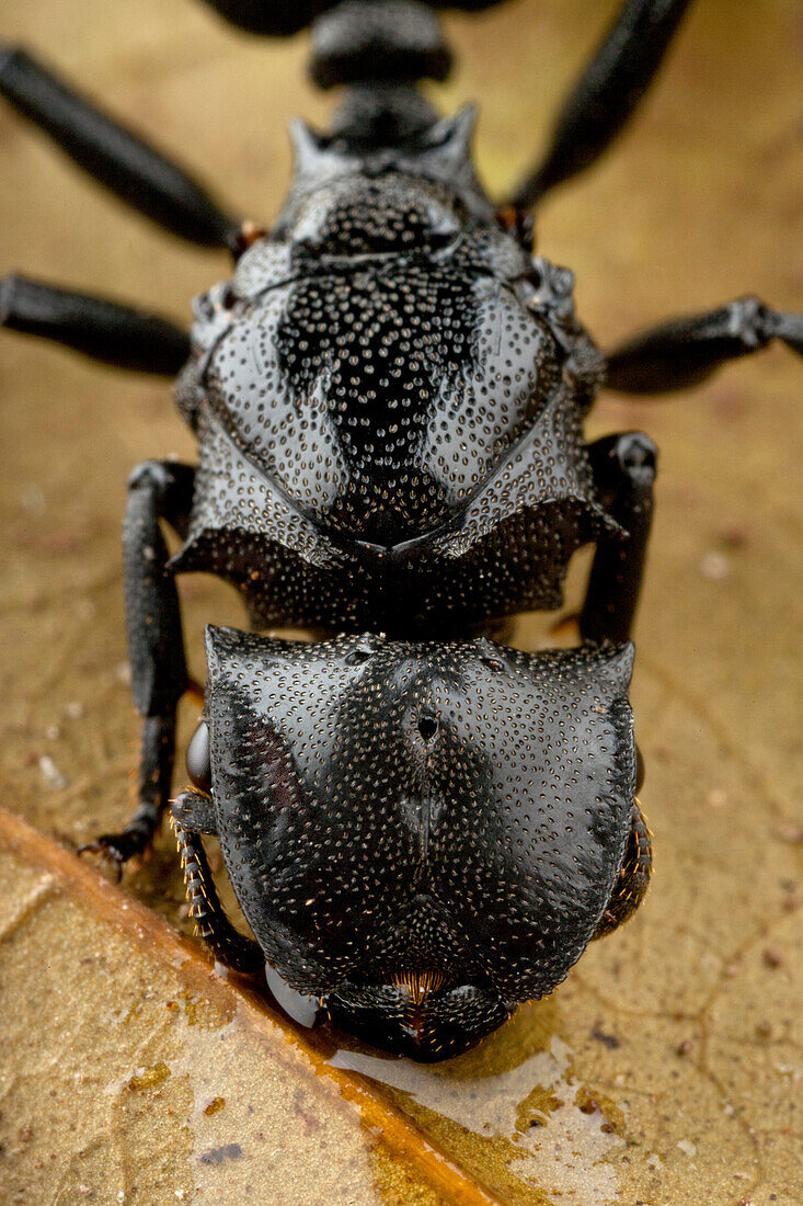 Ant (Cephalotes atratus) drinking, Sipaliwini, Surinam