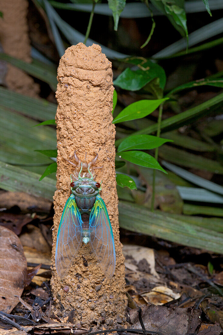 Cicada (Cicadidae) that has recently molted on its exit chimney created when it was a nymph, Sipaliwini, Surinam