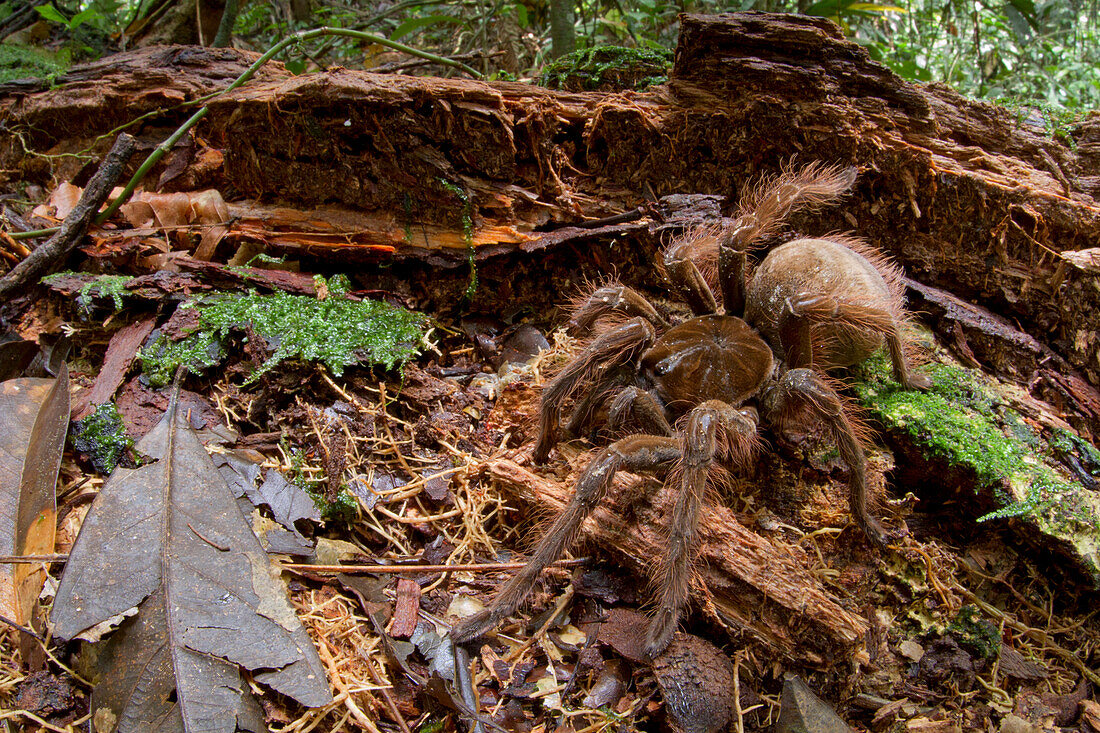 Goliath Bird-eating Spider (Theraphosa blondi), Sipaliwini, Surinam