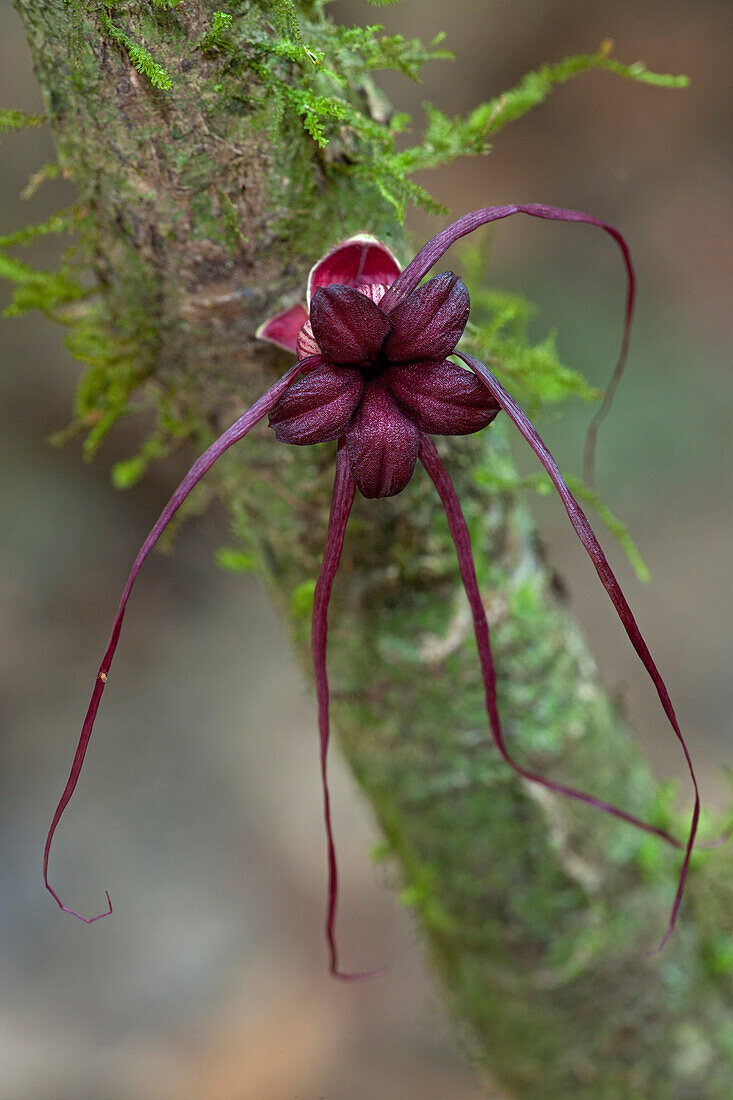 Herrania (Herrania kanukuensis) flower, Sipaliwini, Surinam