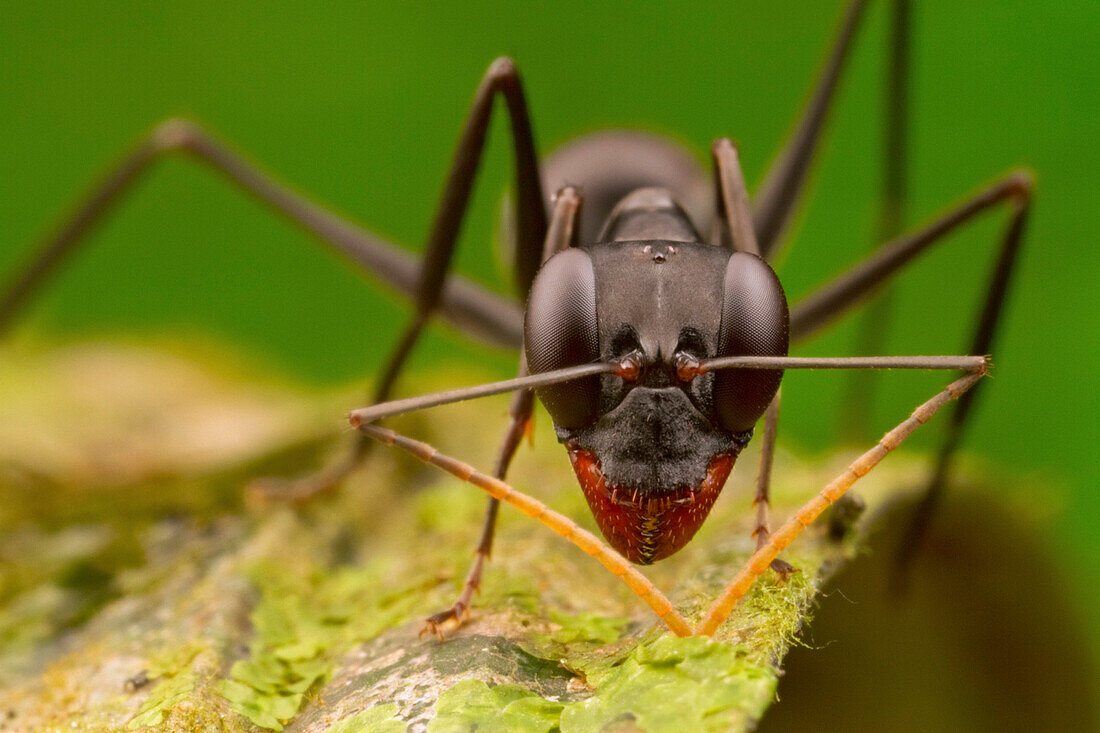 Ant (Gigantiops destructor), Sipaliwini, Surinam