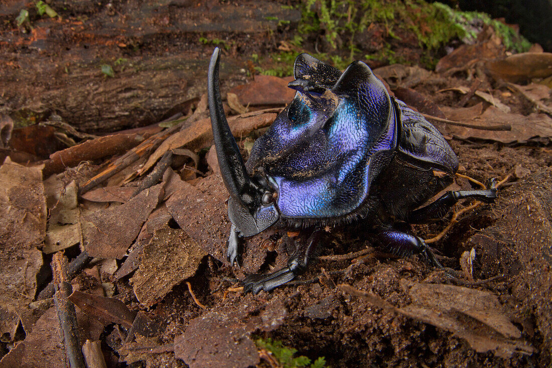 Rhinoceros Dung Beetle (Coprophanaeus lancifer), Sipaliwini, Surinam